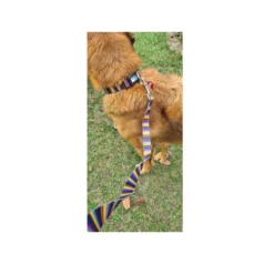 Collar de rayas