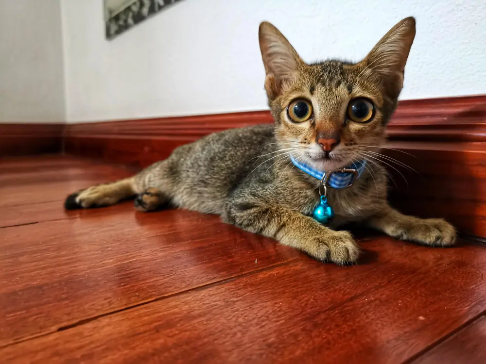 Collares para gatos