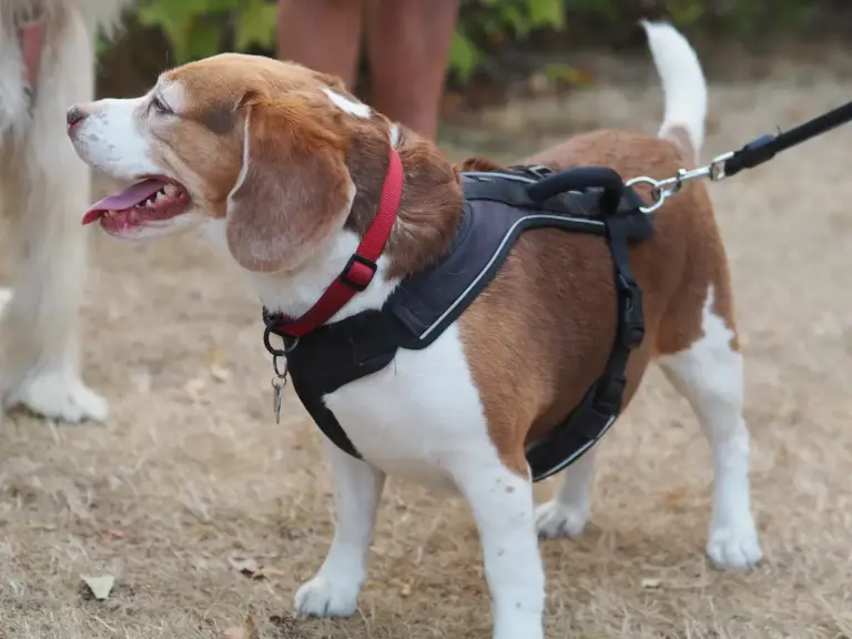 Arnés para perros: La guía definitiva para un paseo feliz