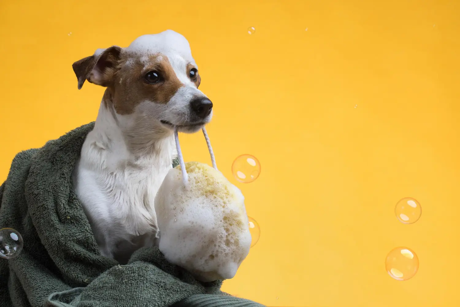 baño para mascotas