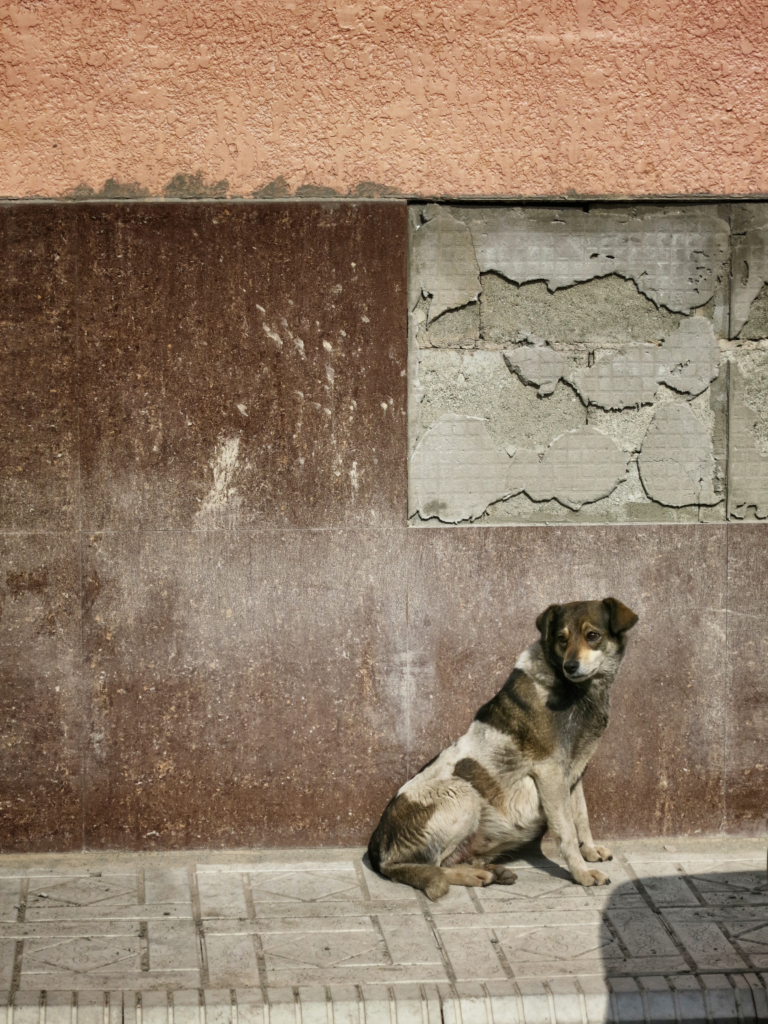 Perro callejero