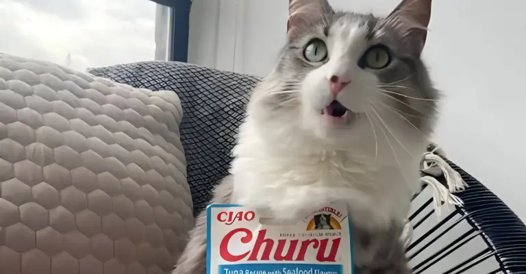 ¿Por qué el Churu para gatos es tan adictivo?
