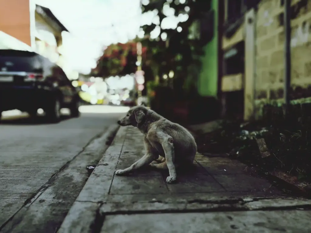 Perro callejero