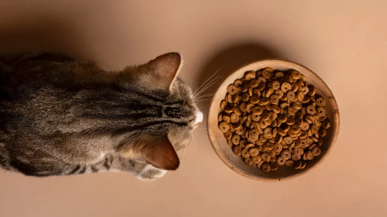 Alimentación para gatos: ¿Qué debes tener en cuenta?