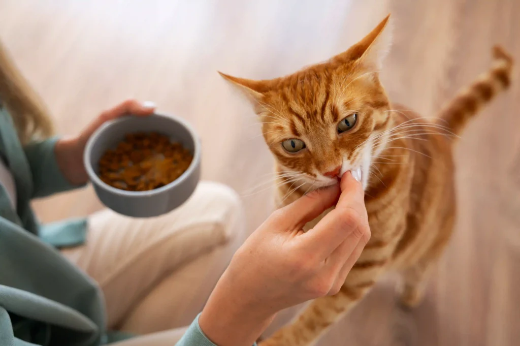 Alimentación para gatos