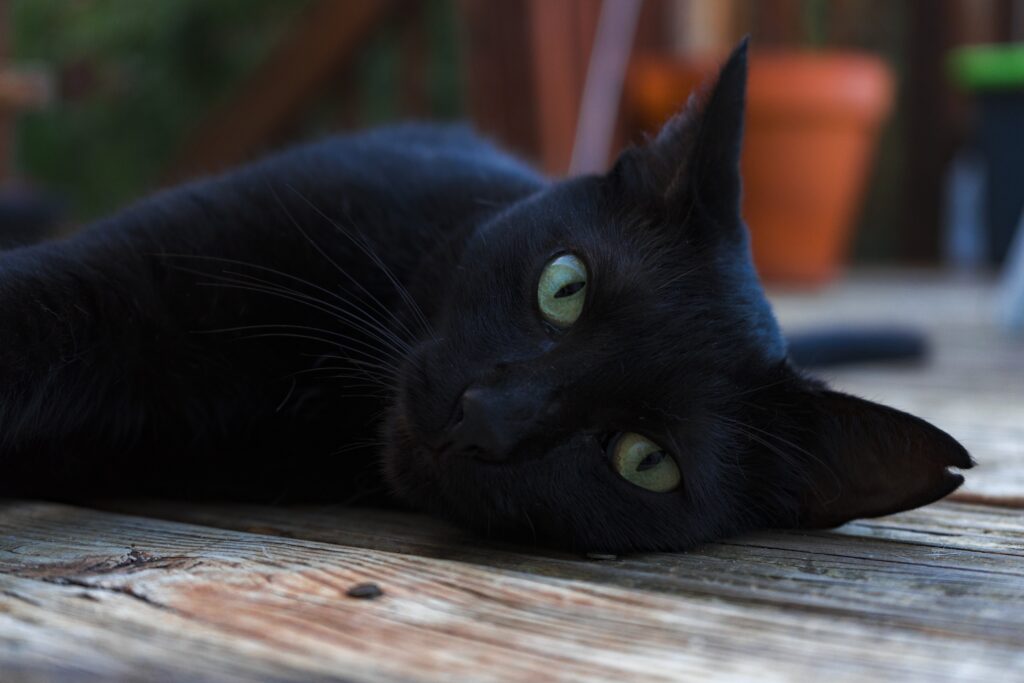 Gatos negros