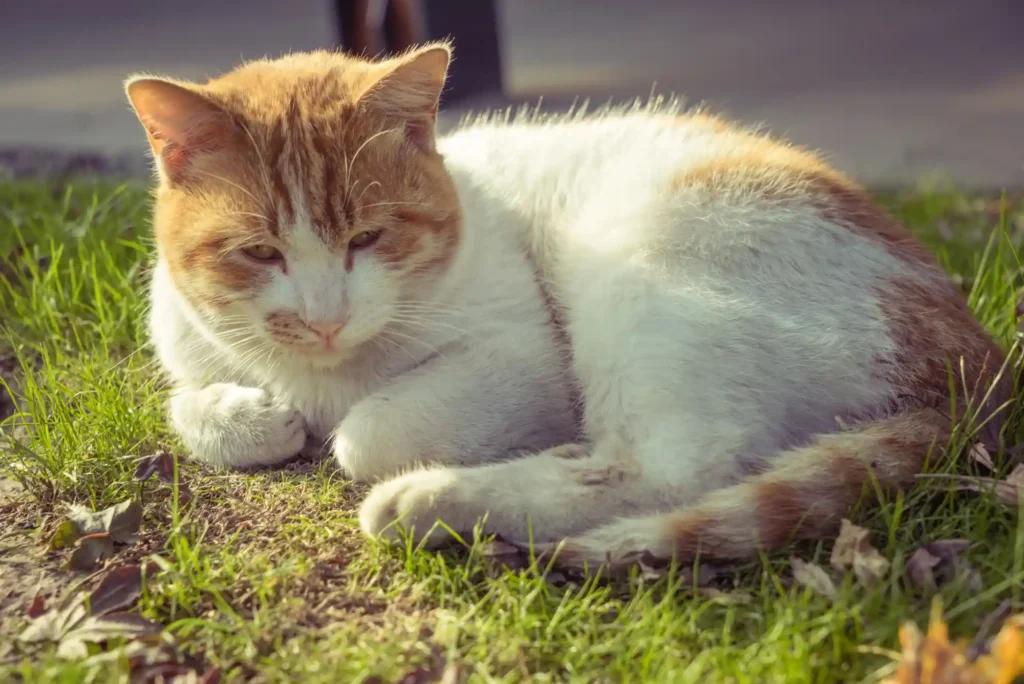 Sobrepeso en gatos