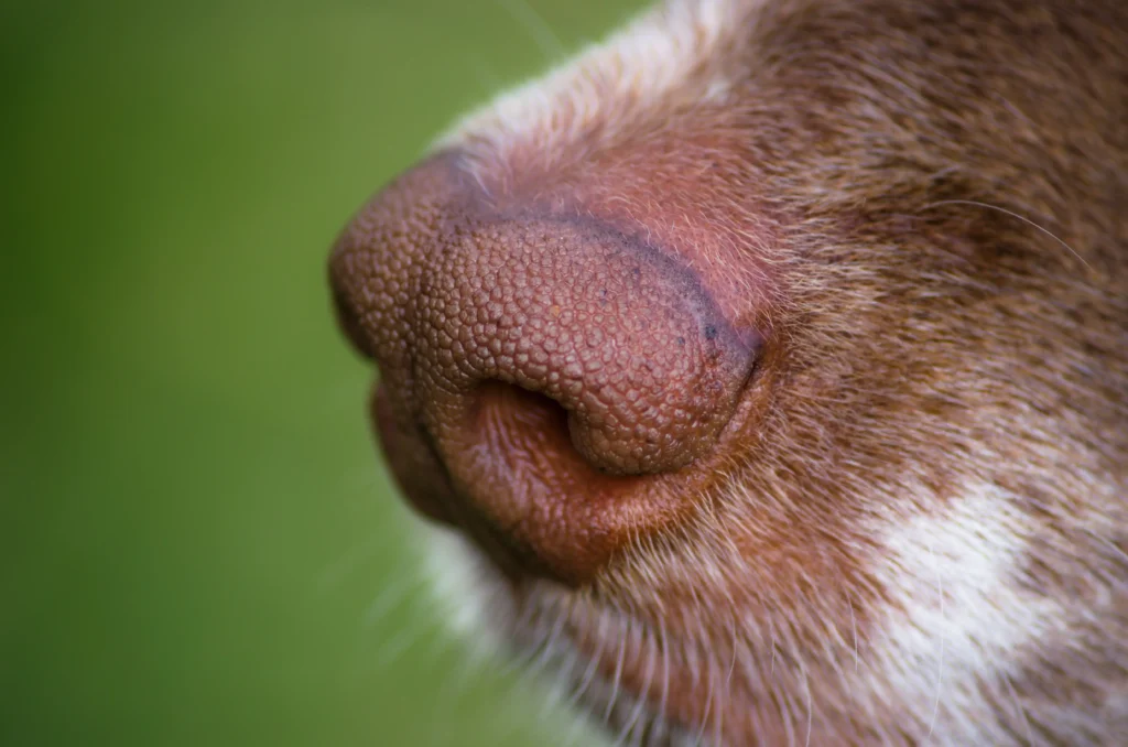 olfato de un perro