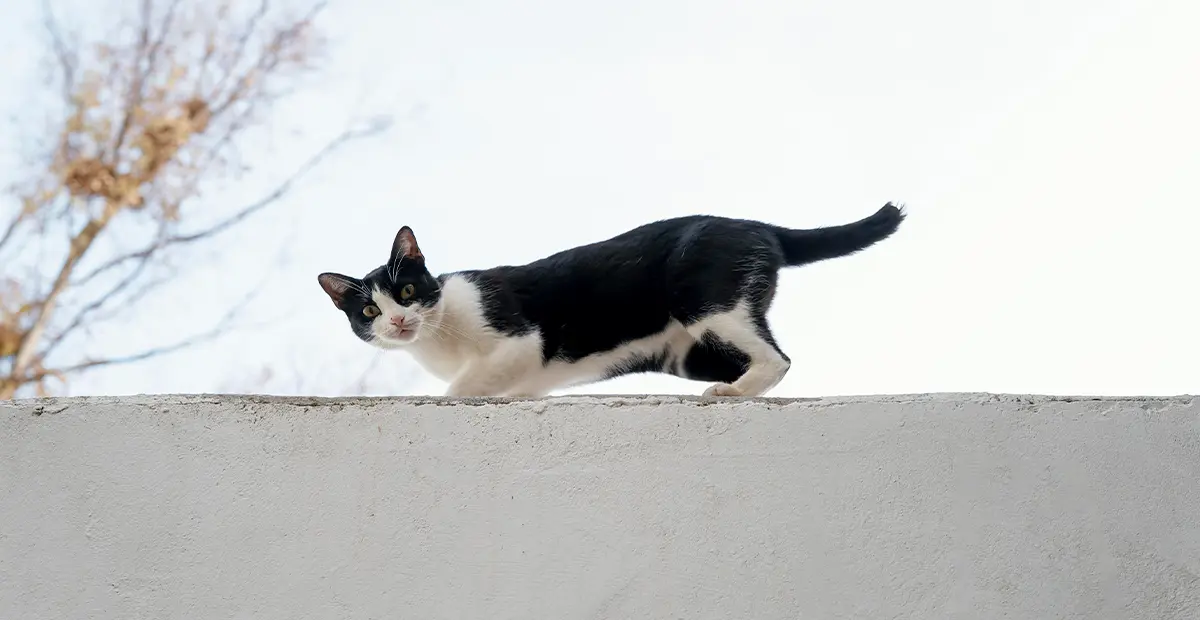 Cómo evitar que tu gato se escape