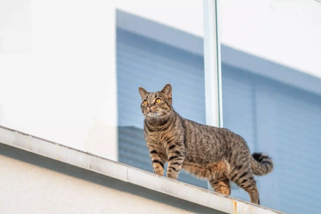 Como evitar que tu gato se escape