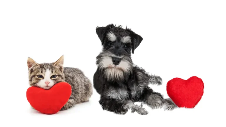 Adoptar a una mascota: 8 beneficios