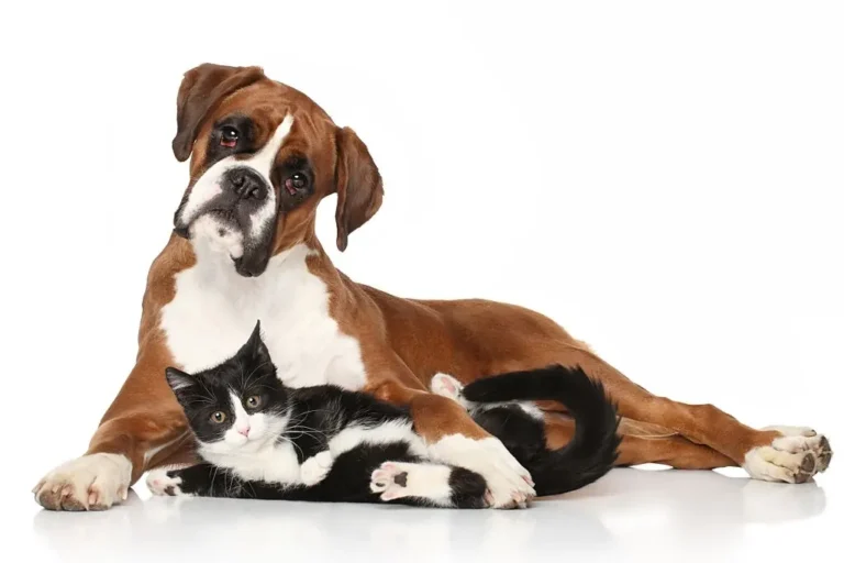 Cuidados de mascota: ¿Qué hacer si tu perro o gato se corta?