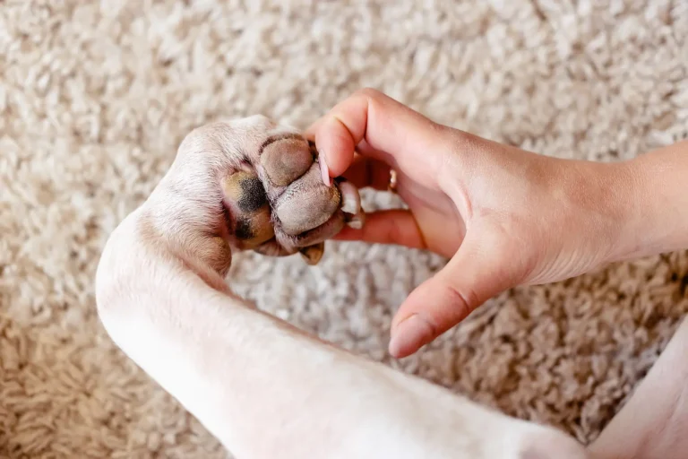 Limpia patas para perros: higiene y salud tras cada paseo