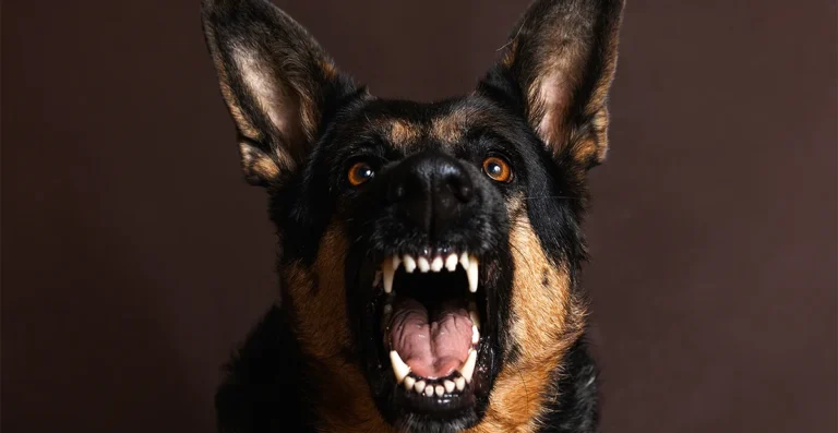 ¿Tienes un perro agresivo? Te dejamos algunos consejos
