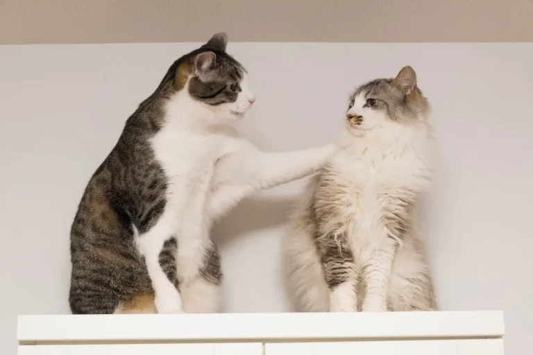 Presentar gatos: guía para una convivencia sin conflictos
