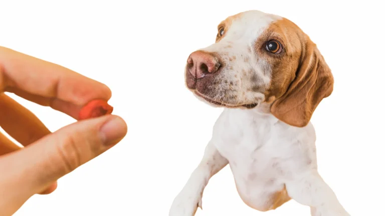 ¿Te cuesta dar pastillas a mascotas? Prueba estos trucos