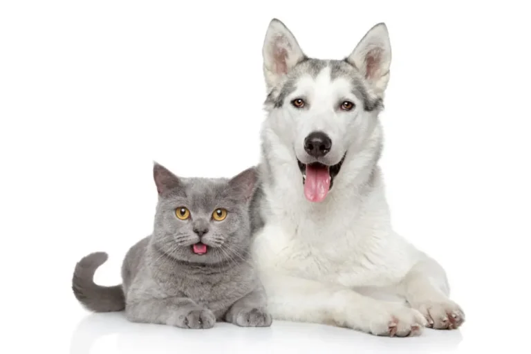 Preguntas que debes hacerte antes de adoptar una mascota