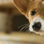 Miedo al ruido en perros