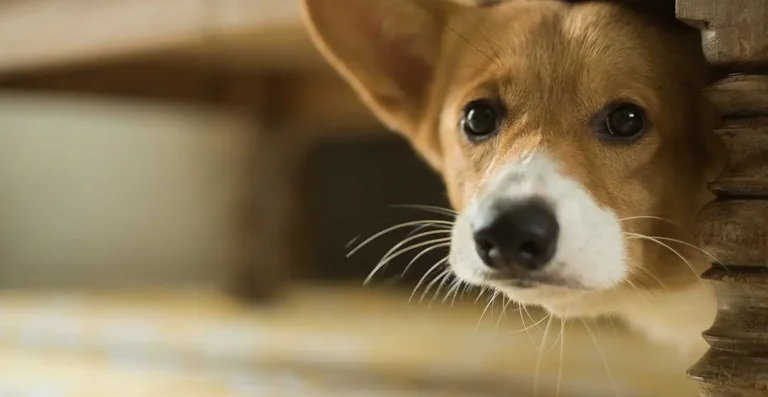 Miedo al ruido en perros